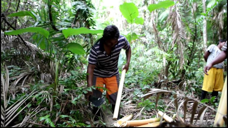Jadalne drewno palmito – Wenezuela