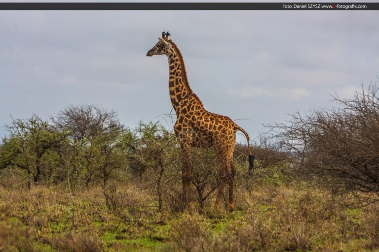 Safari w Kenii