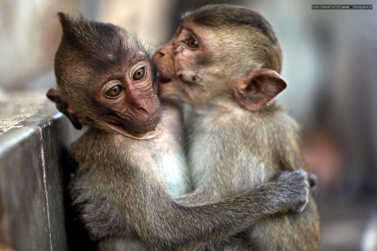 Małpy – Tajlandia