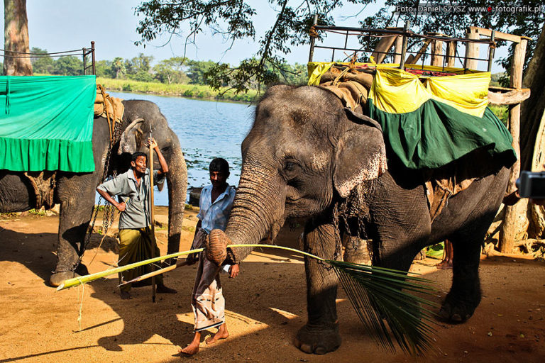 ELEFANT SRI LANKA – Słonie na Sri Lance