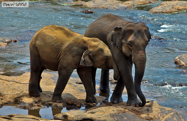 Sierociniec dla słoni w Pinnawala – Sri Lanka