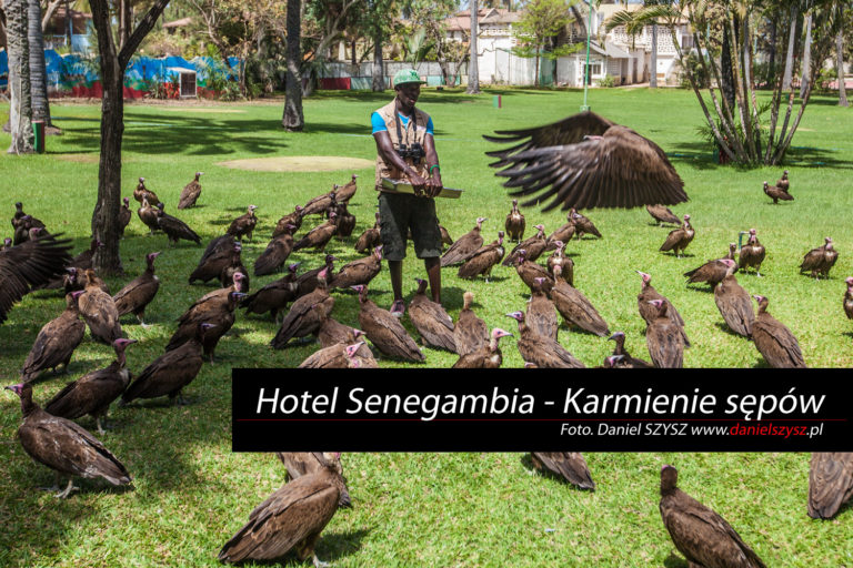 Karmienie sępów w hotelu Senegambia