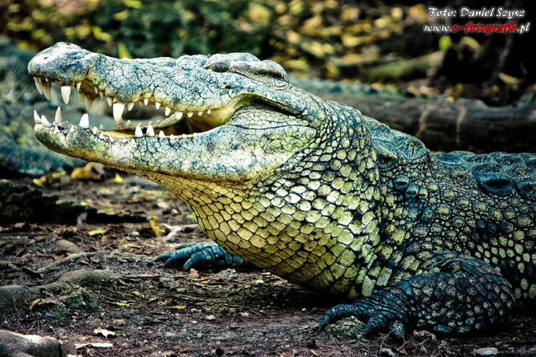 Kenia – Krokodyle