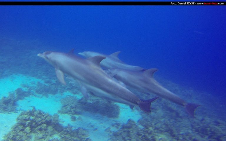 Delfiny – Hurghada 2014