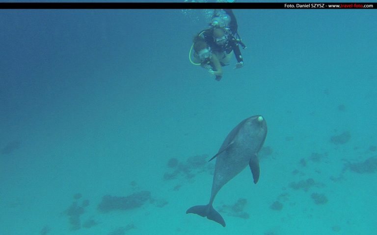 Żółw i Delfiny Hurghada Egipt 2014