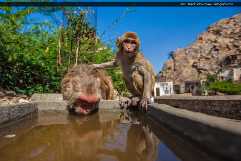 Świątynia Małp Galta – Atrakcja turystyczna Radżastan – Jaipur