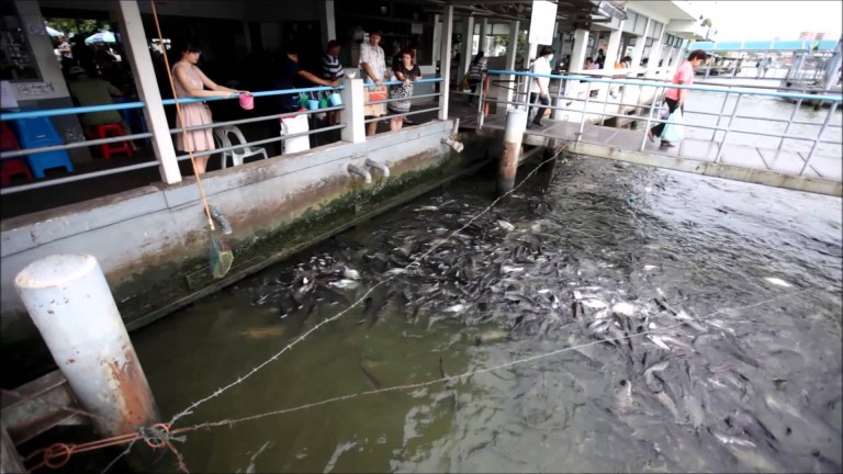 Karmienie ryb – Bangkok – Rzeka Menam Chao Phraya