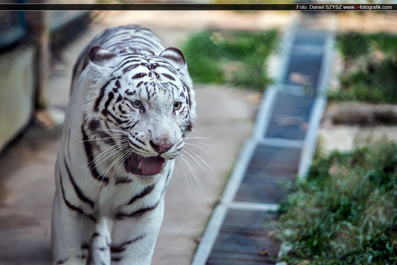 białe-tygrysy-tajlandia