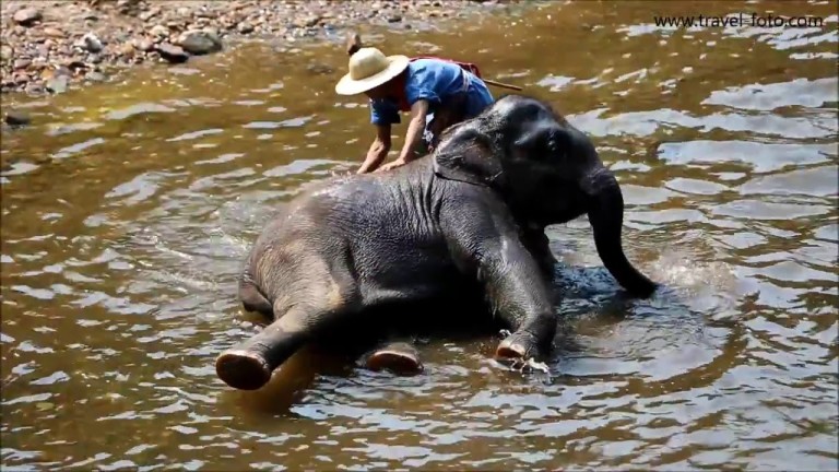 Słonie w Tajlandii