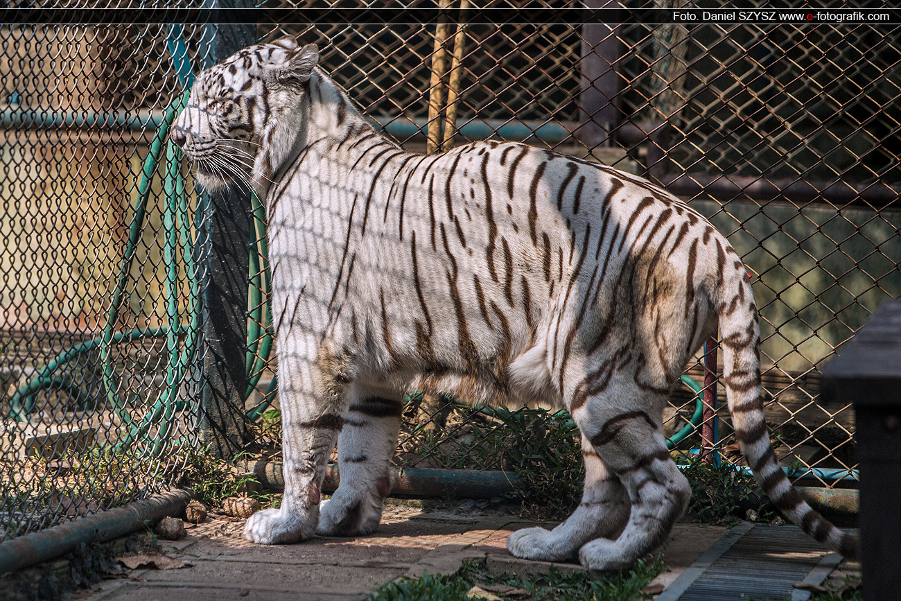 szysz-tygrys-biały-tajlandia