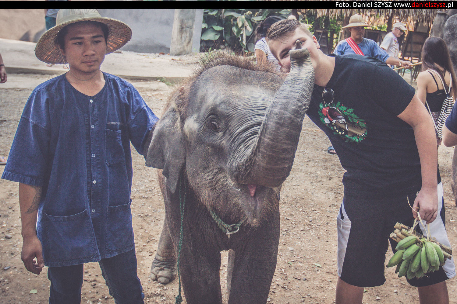 tajlandia-chiang-mai-karmienie-sloni-310