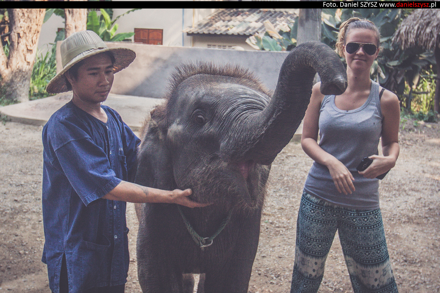 tajlandia-chiang-mai-karmienie-sloni-4