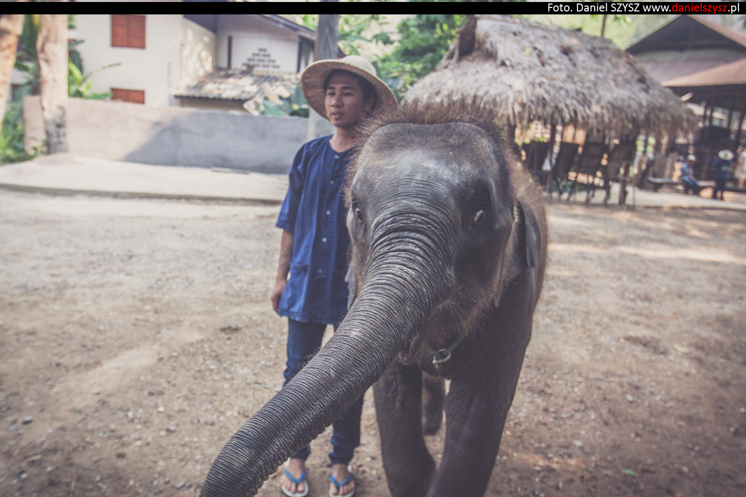tajlandia-chiang-mai-karmienie-sloni-49