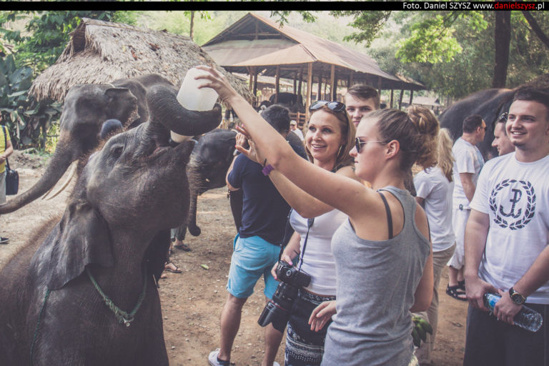 Tajlandia – Chiang Mai  – Karmienie słoni