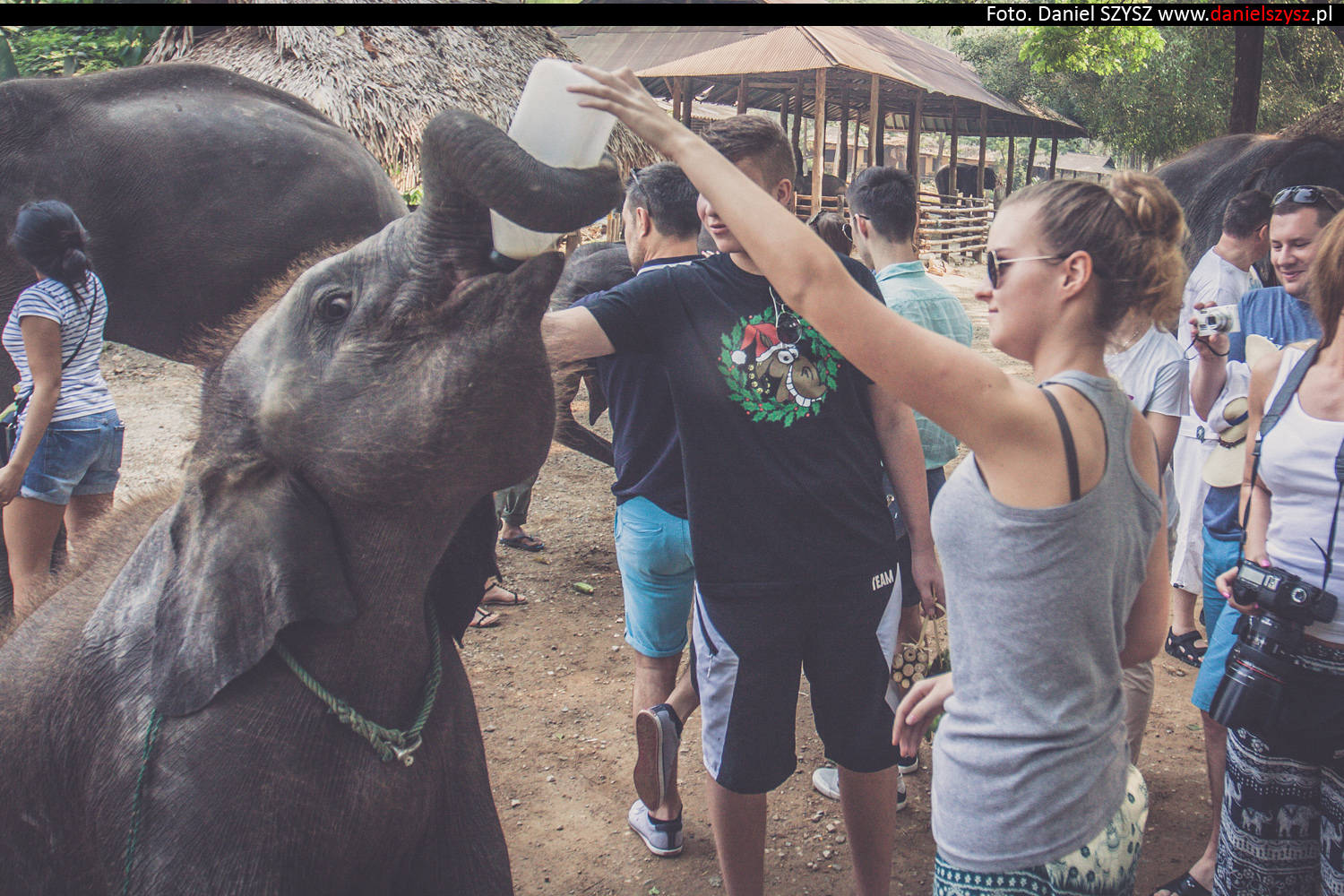 tajlandia-chiang-mai-karmienie-sloni-83