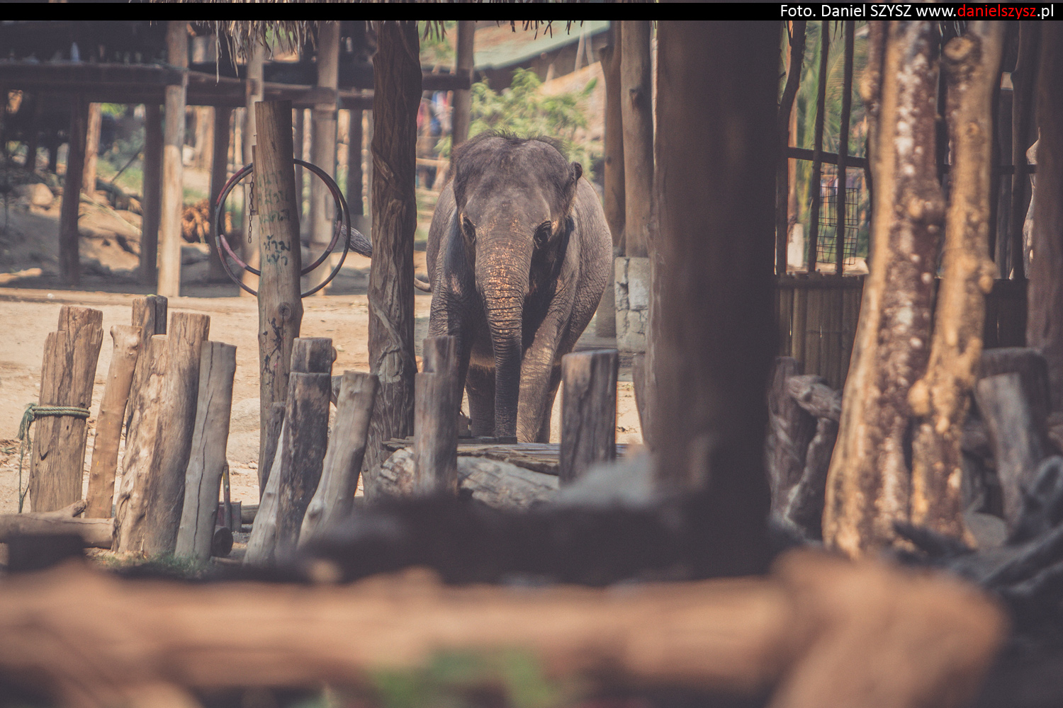 tajlandia-chiang-mai-pokazy-sloni-554