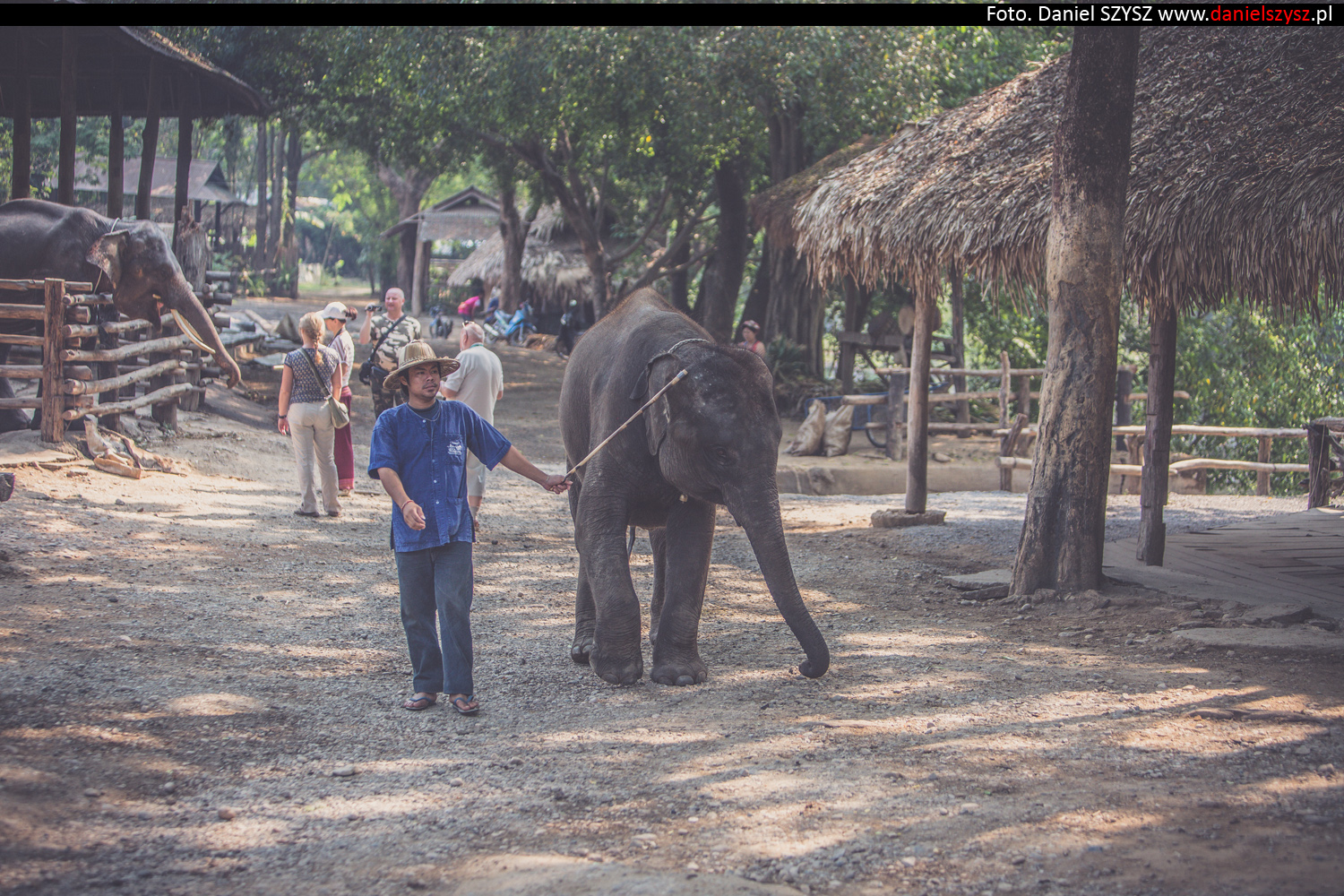 tajlandia-chiang-mai-pokazy-sloni-572