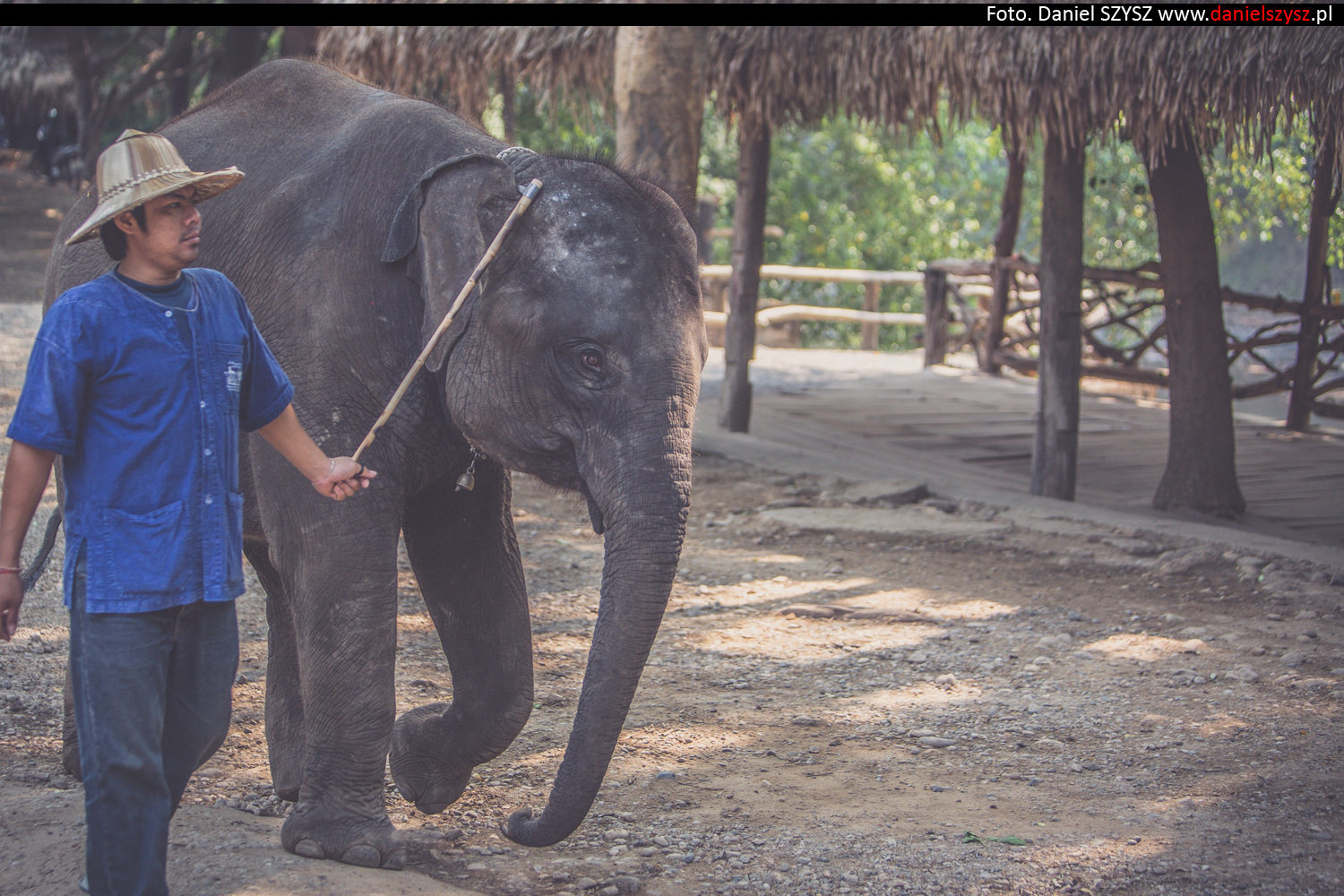 tajlandia-chiang-mai-pokazy-sloni-575