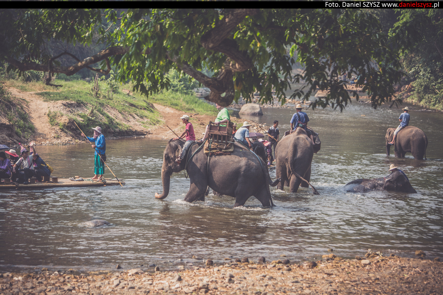 tajlandia-chiang-mai-pokazy-sloni-621