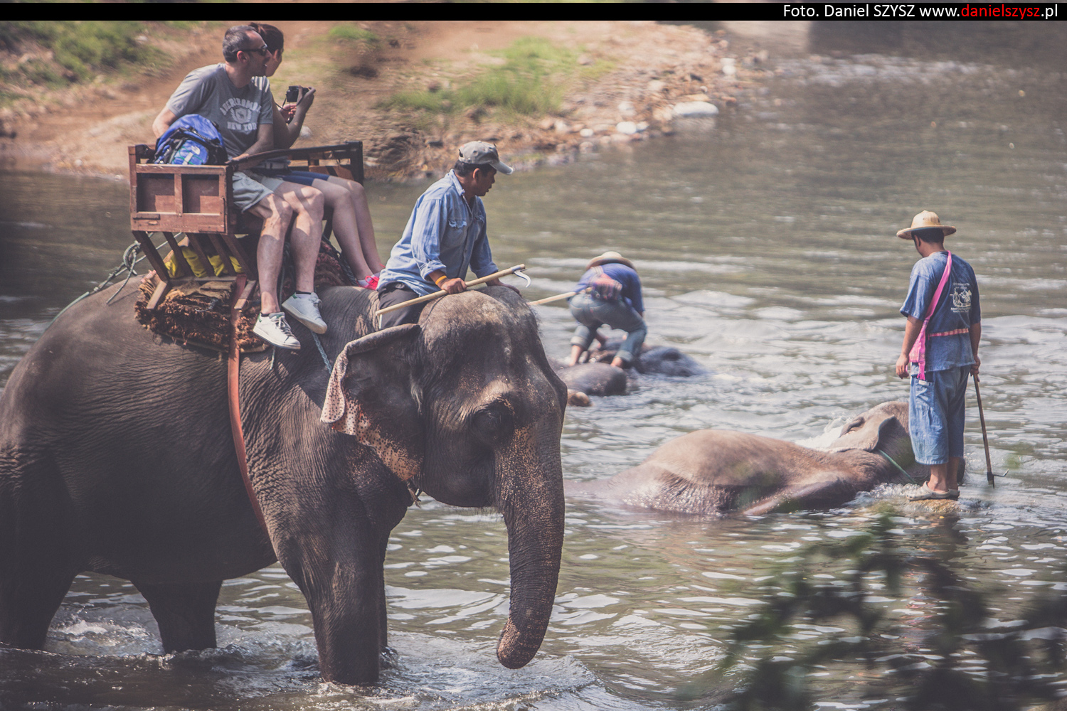 tajlandia-chiang-mai-pokazy-sloni-650
