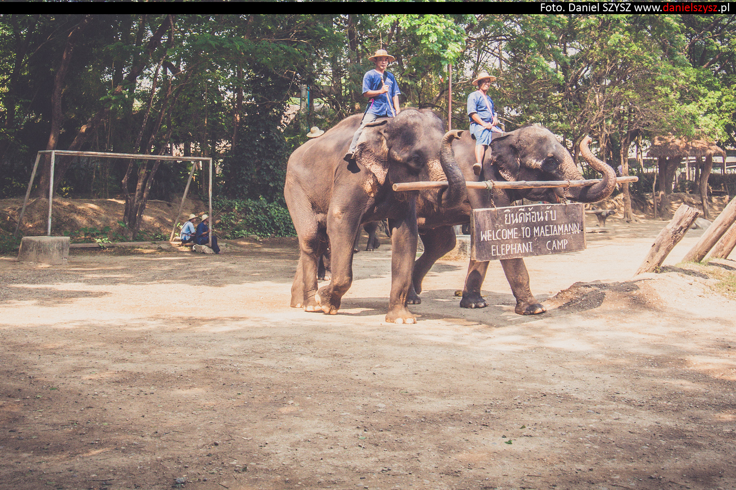 tajlandia-chiang-mai-pokazy-sloni-66