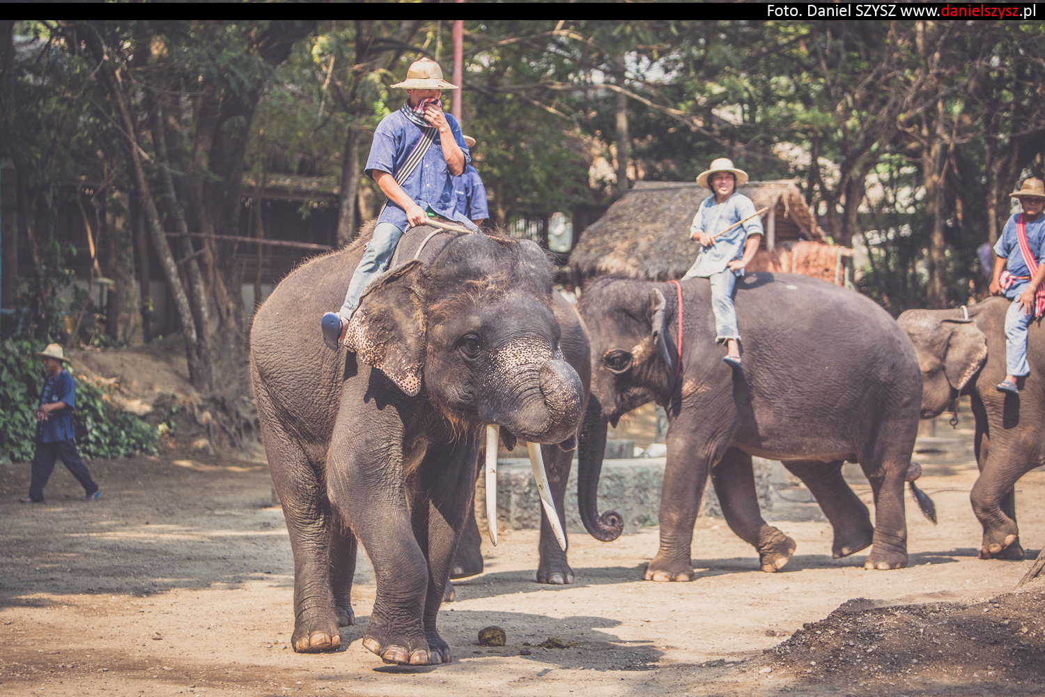 tajlandia-chiang-mai-pokazy-sloni-668