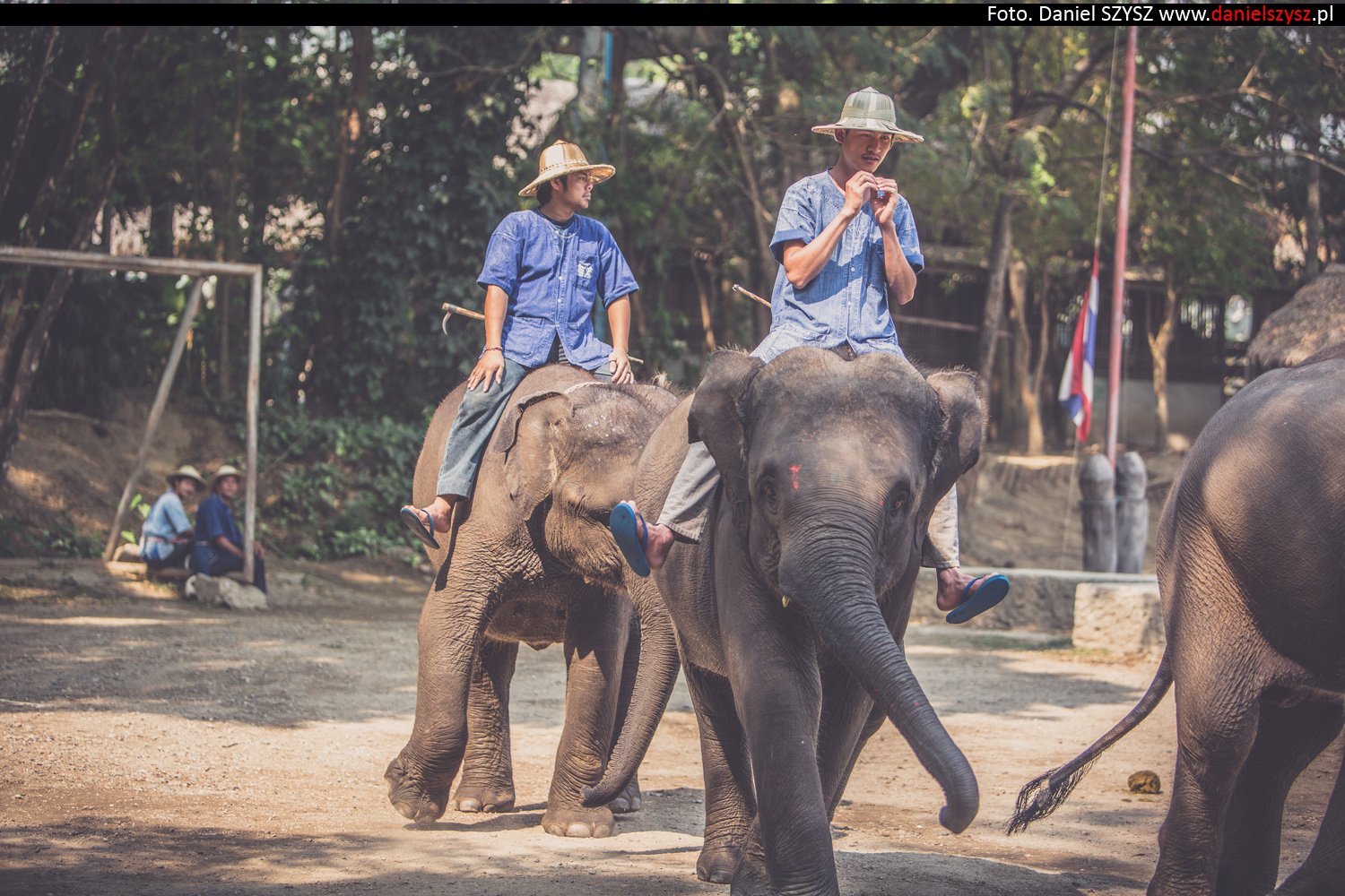 tajlandia-chiang-mai-pokazy-sloni-669