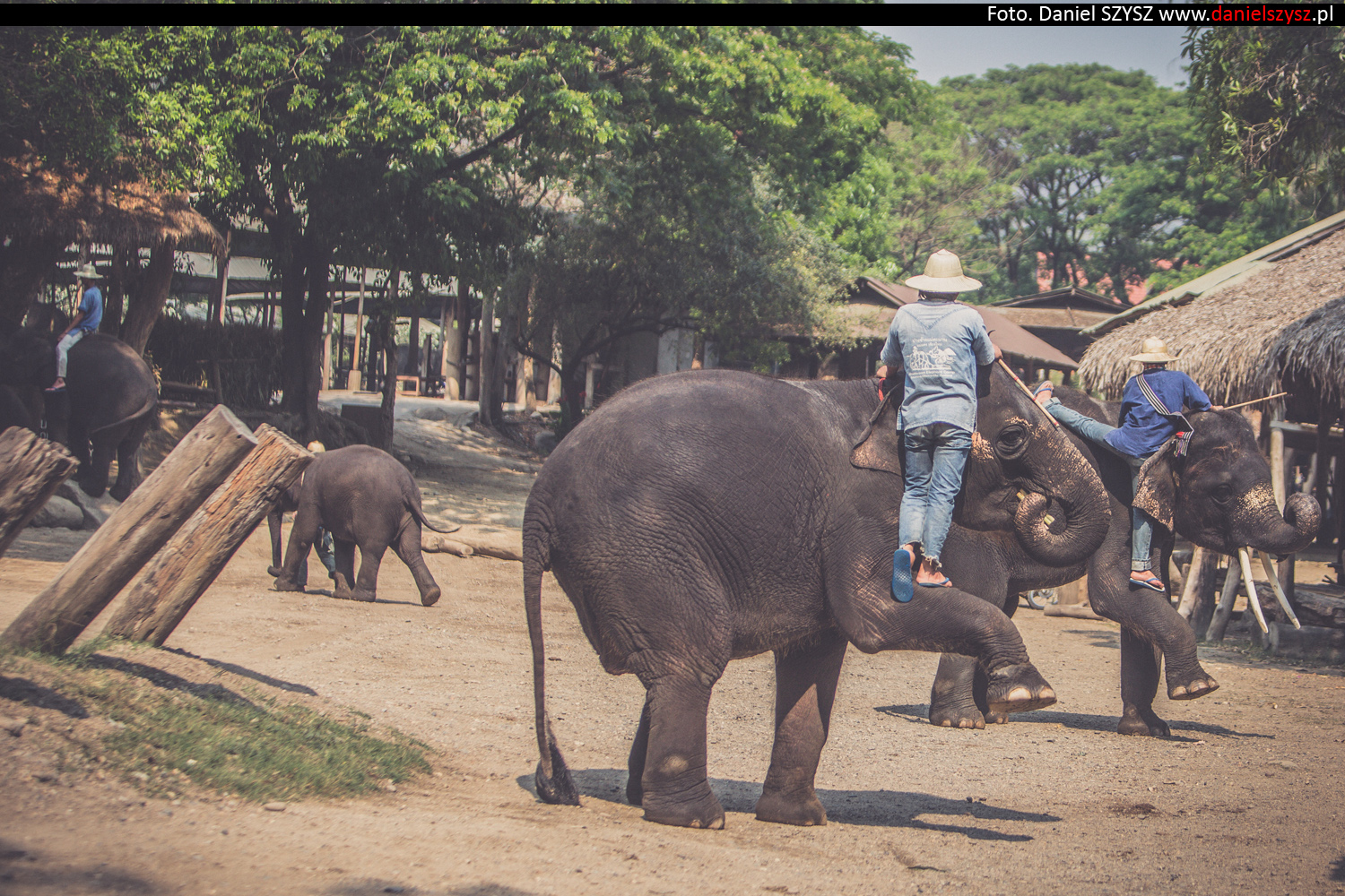 tajlandia-chiang-mai-pokazy-sloni-671