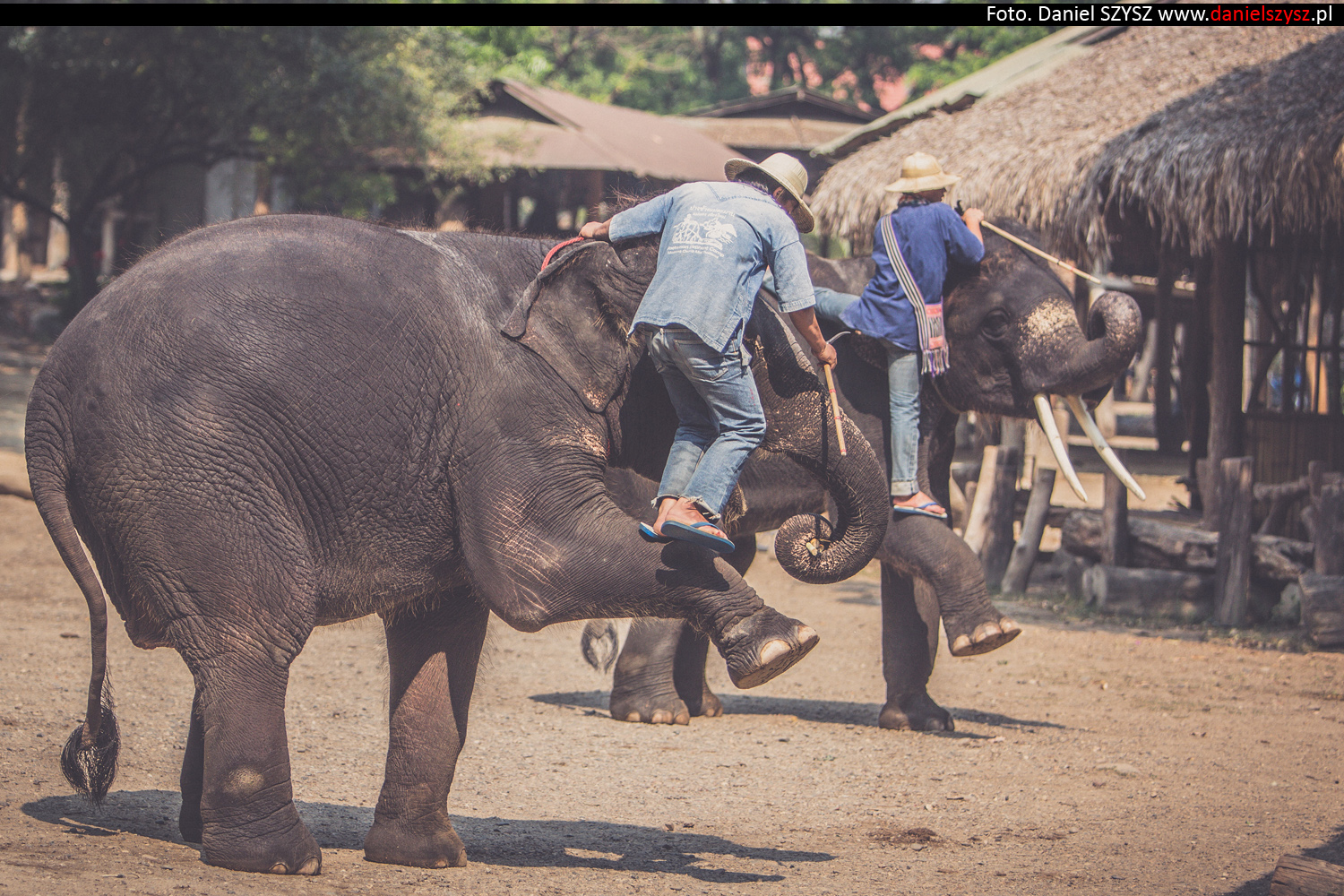 tajlandia-chiang-mai-pokazy-sloni-673