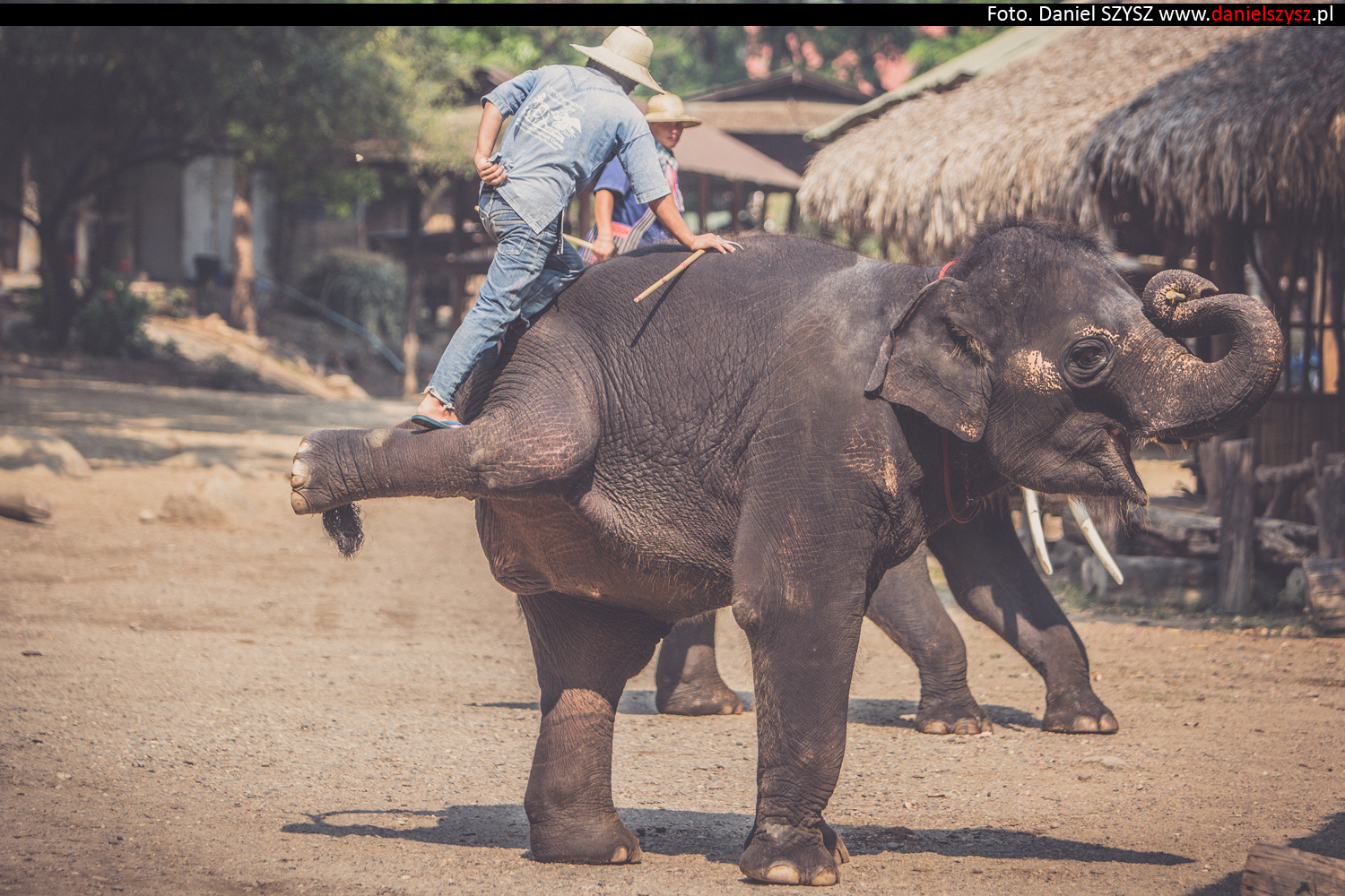 tajlandia-chiang-mai-pokazy-sloni-674