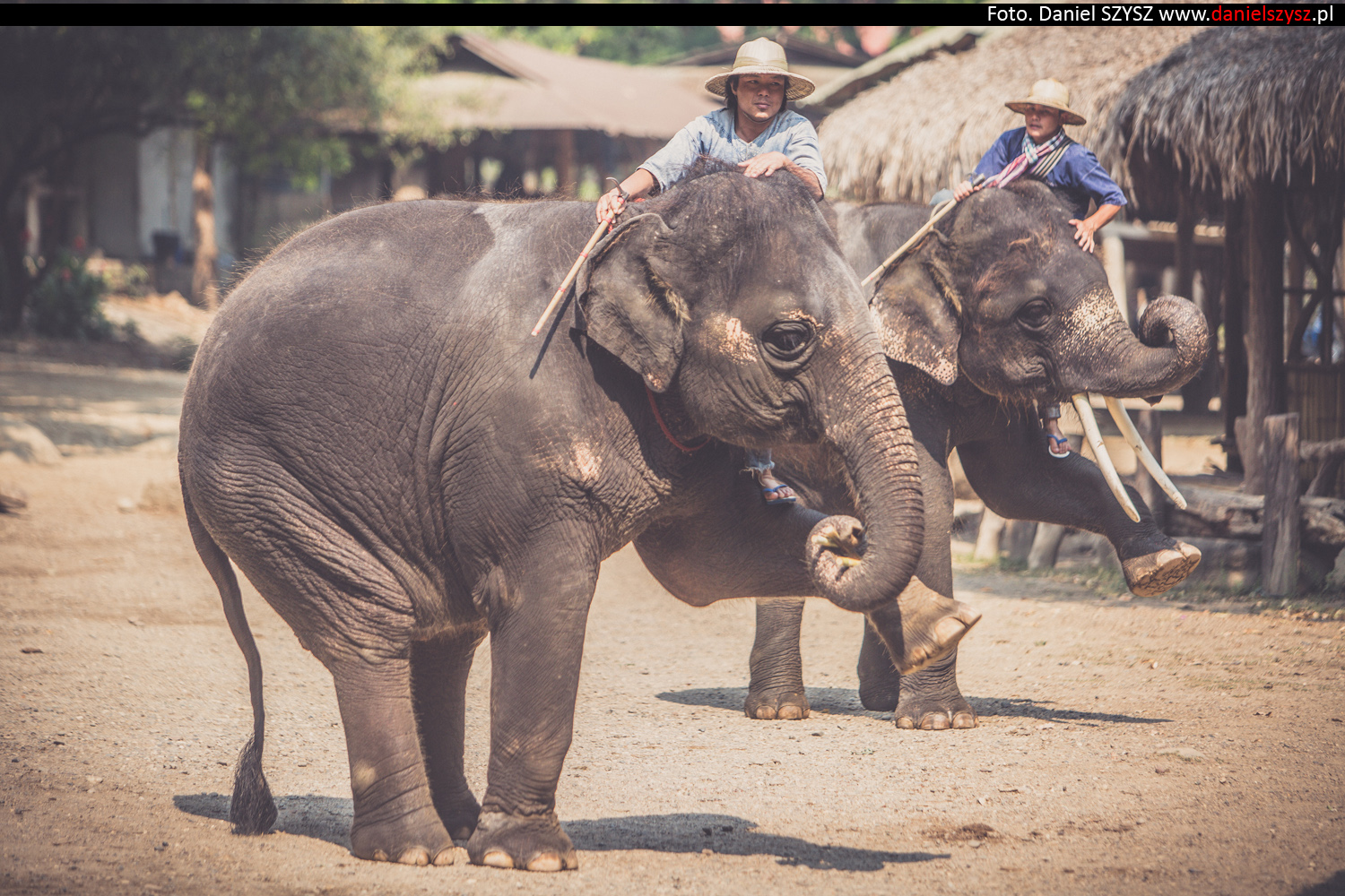 tajlandia-chiang-mai-pokazy-sloni-677