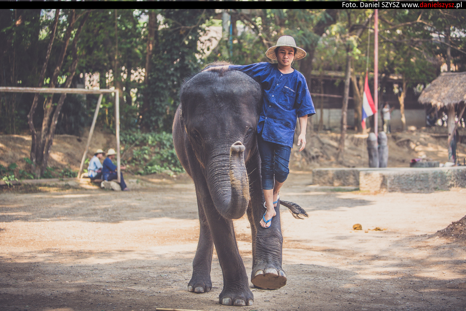 tajlandia-chiang-mai-pokazy-sloni-679
