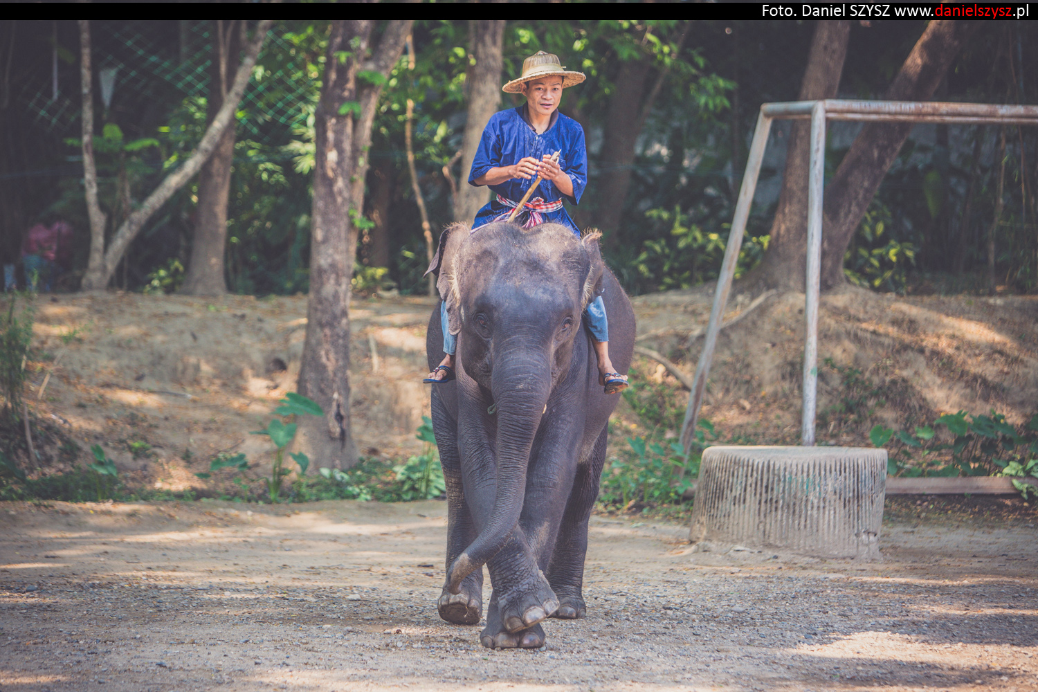 tajlandia-chiang-mai-pokazy-sloni-684