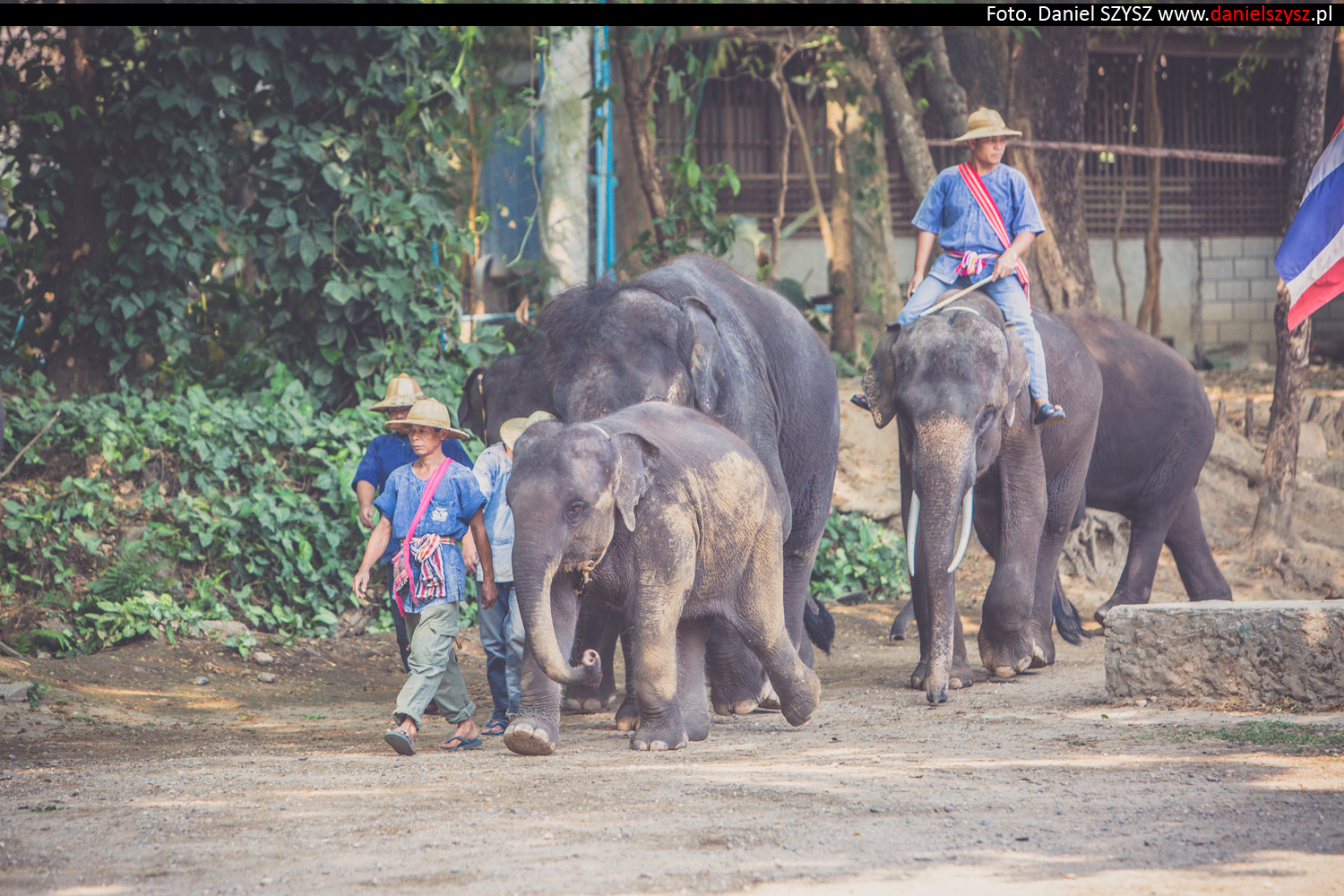 tajlandia-chiang-mai-pokazy-sloni-697