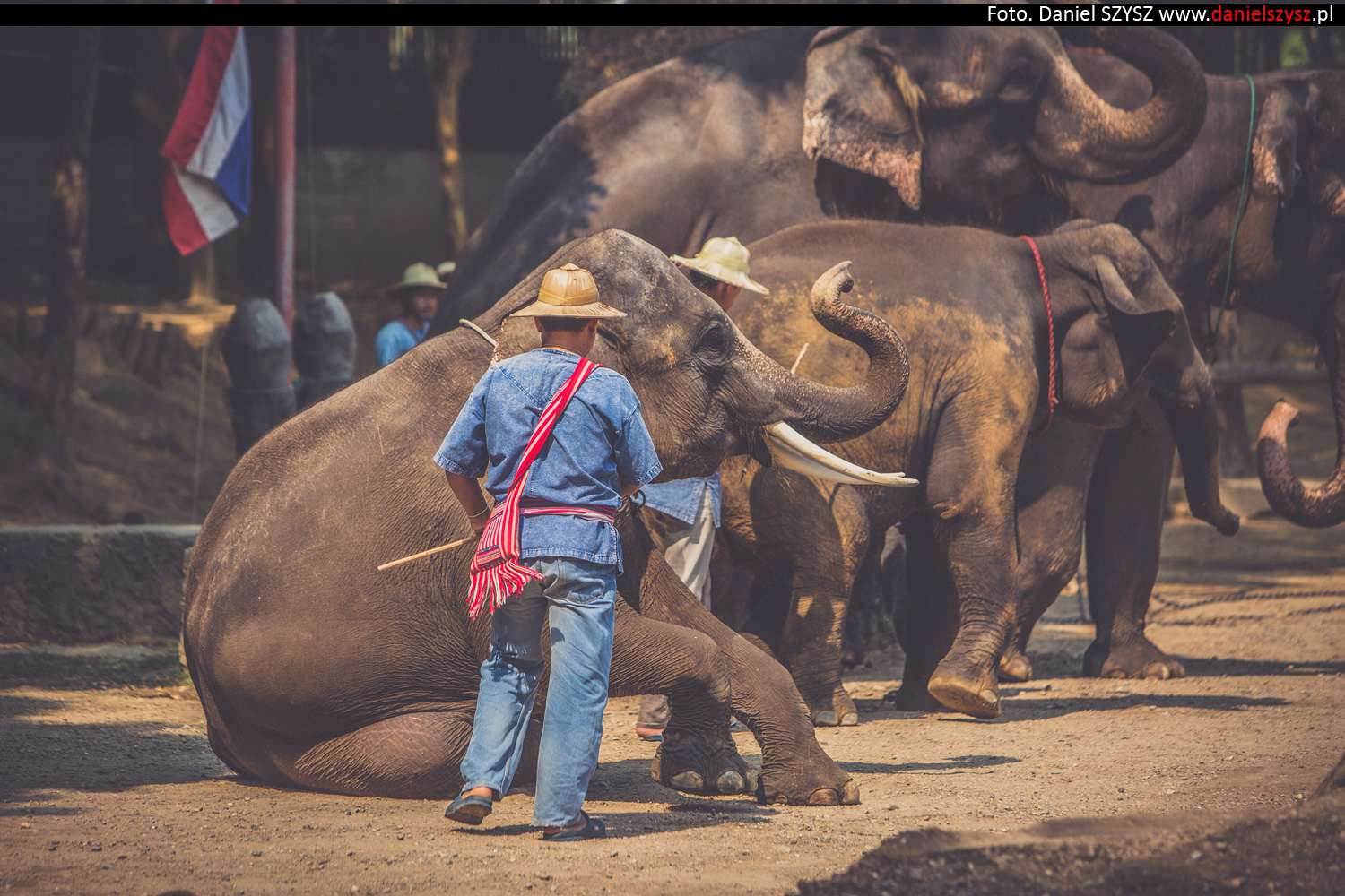 tajlandia-chiang-mai-pokazy-sloni-701