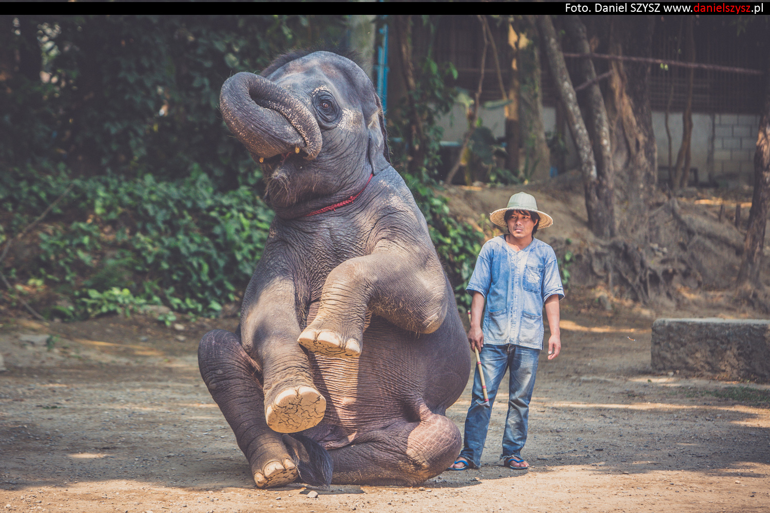 tajlandia-chiang-mai-pokazy-sloni-705