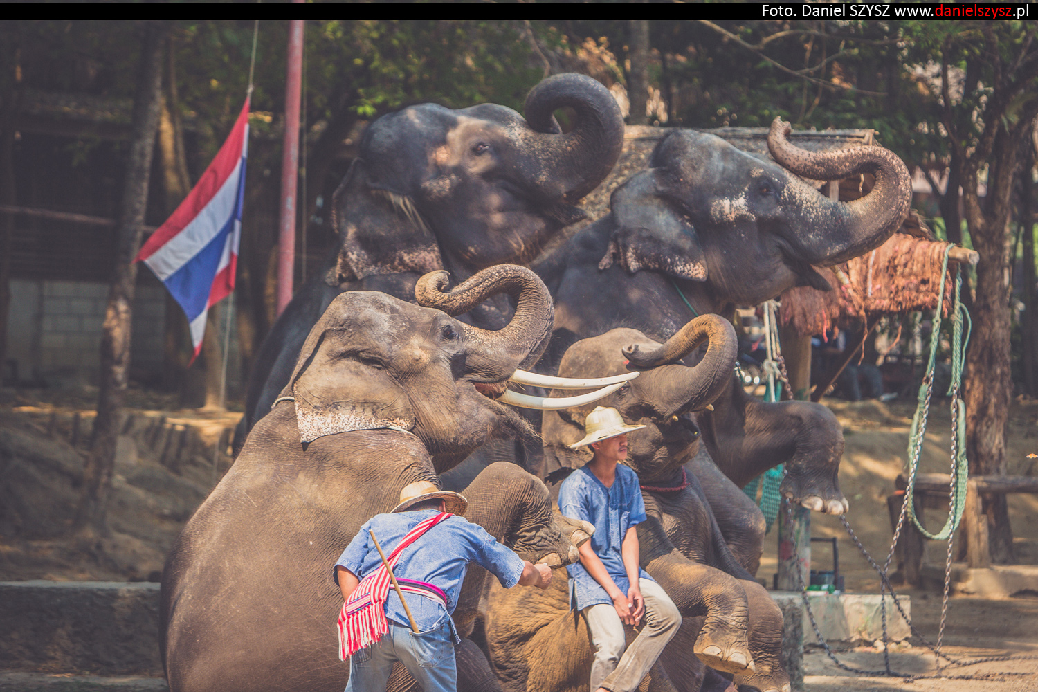 tajlandia-chiang-mai-pokazy-sloni-709