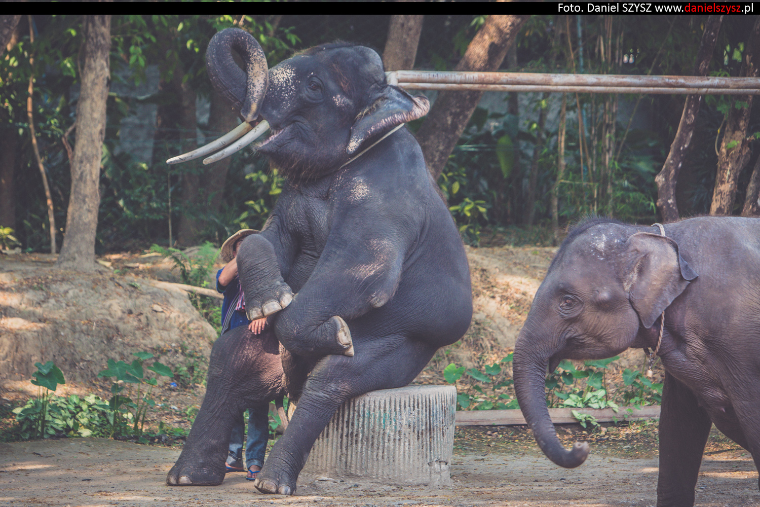 tajlandia-chiang-mai-pokazy-sloni-714