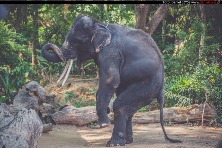 Tajlandia – Chiang Mai  – Pokazy słoni