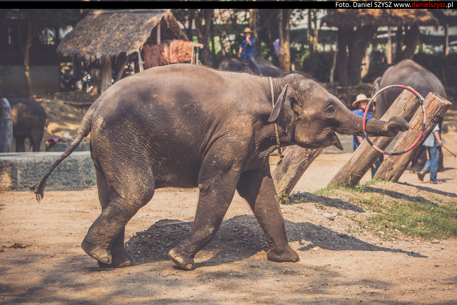 tajlandia-chiang-mai-pokazy-sloni-725