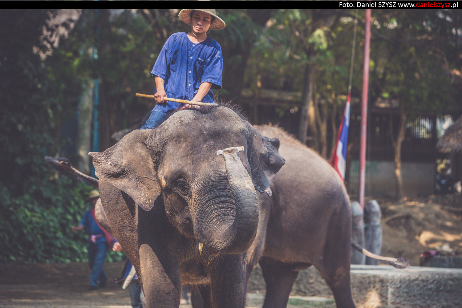 tajlandia-chiang-mai-pokazy-sloni-728