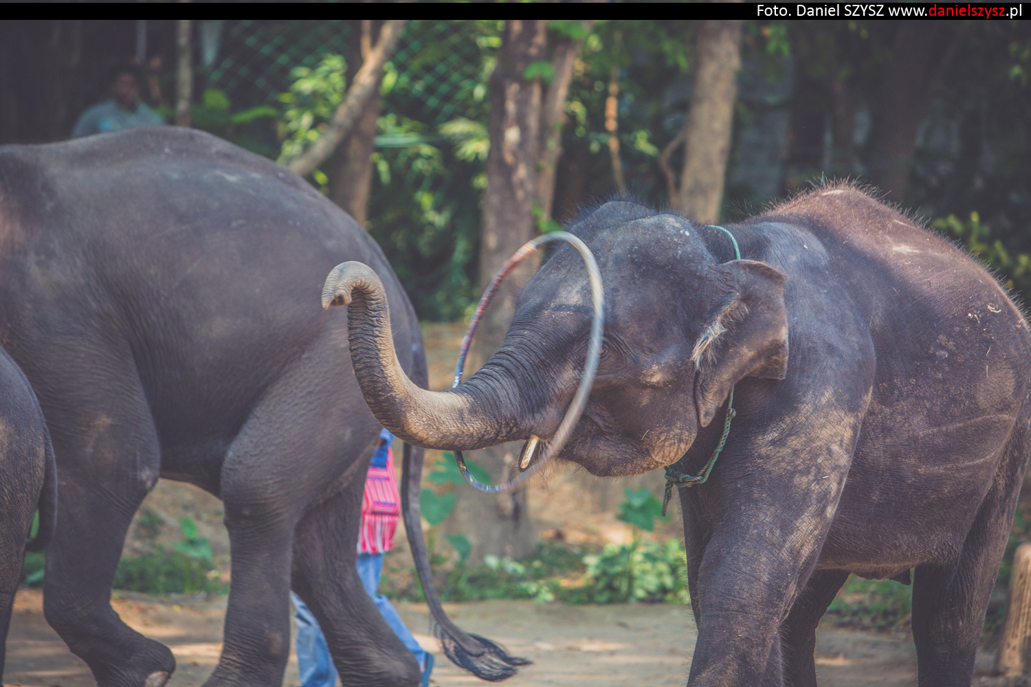 tajlandia-chiang-mai-pokazy-sloni-733