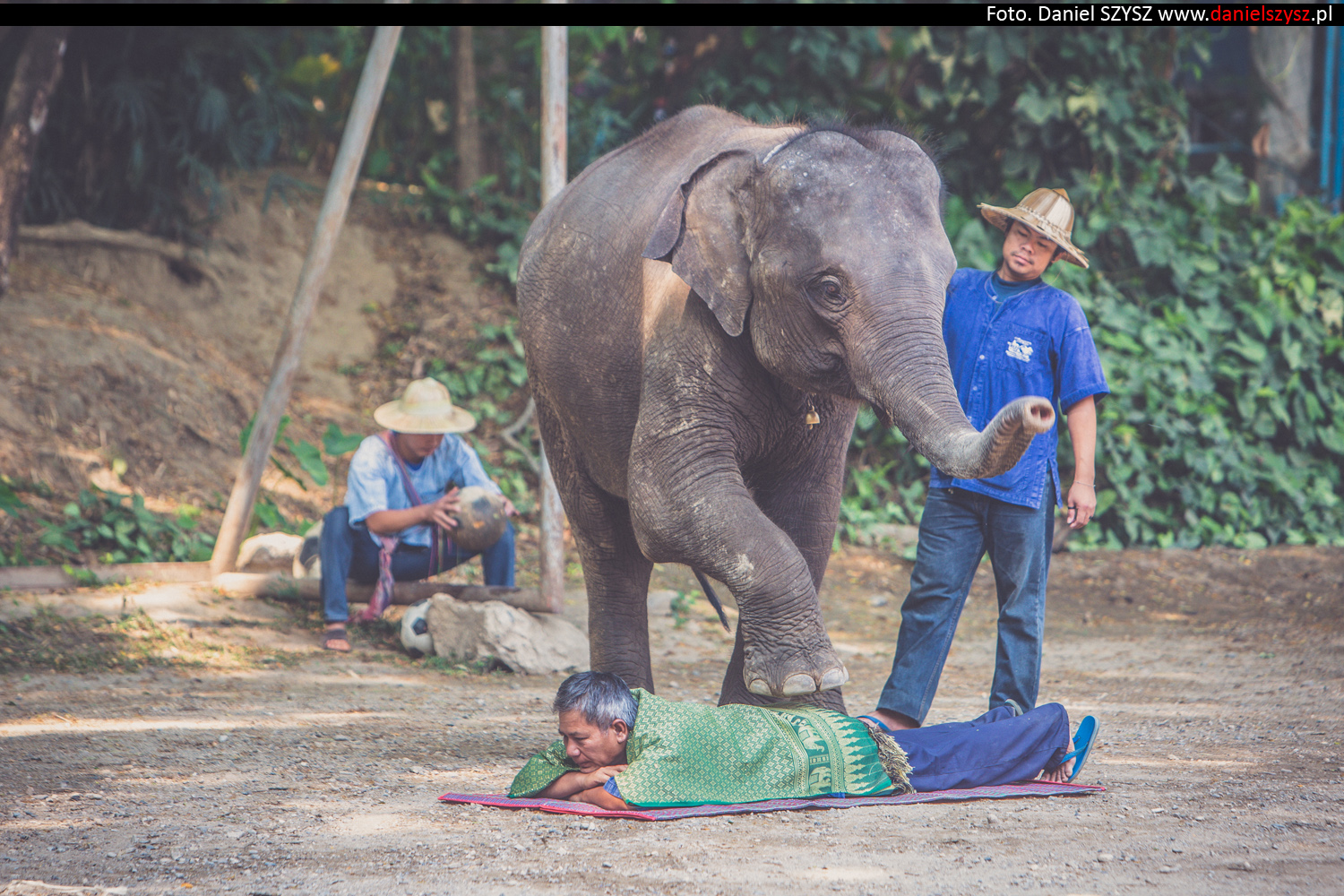 tajlandia-chiang-mai-pokazy-sloni-753