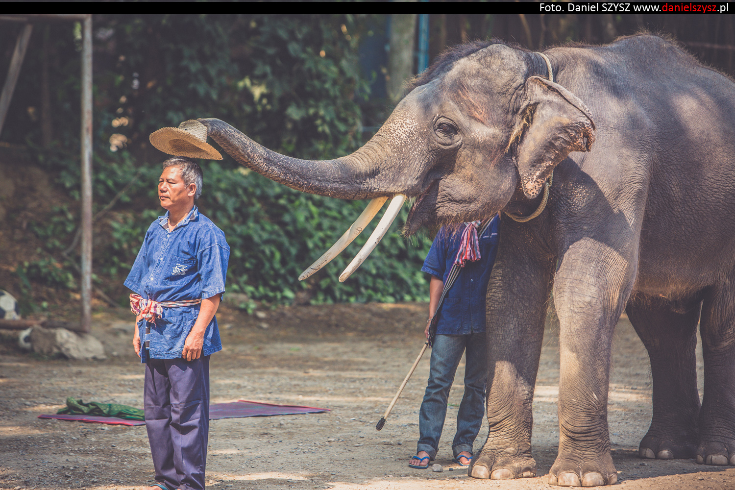 tajlandia-chiang-mai-pokazy-sloni-777