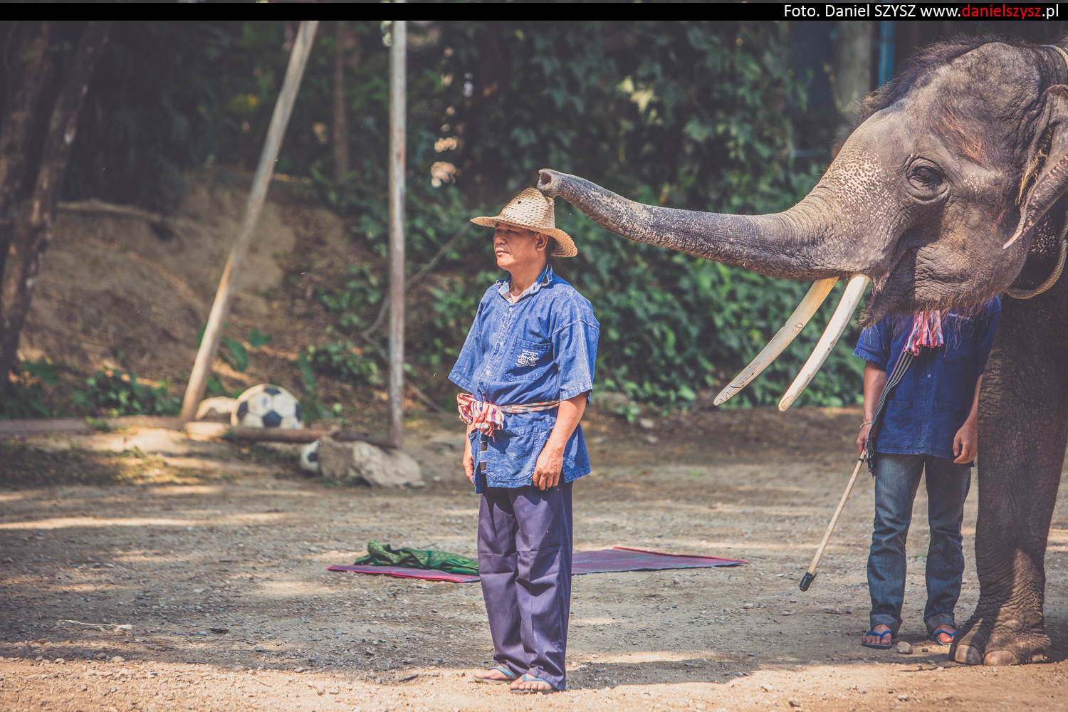 tajlandia-chiang-mai-pokazy-sloni-779