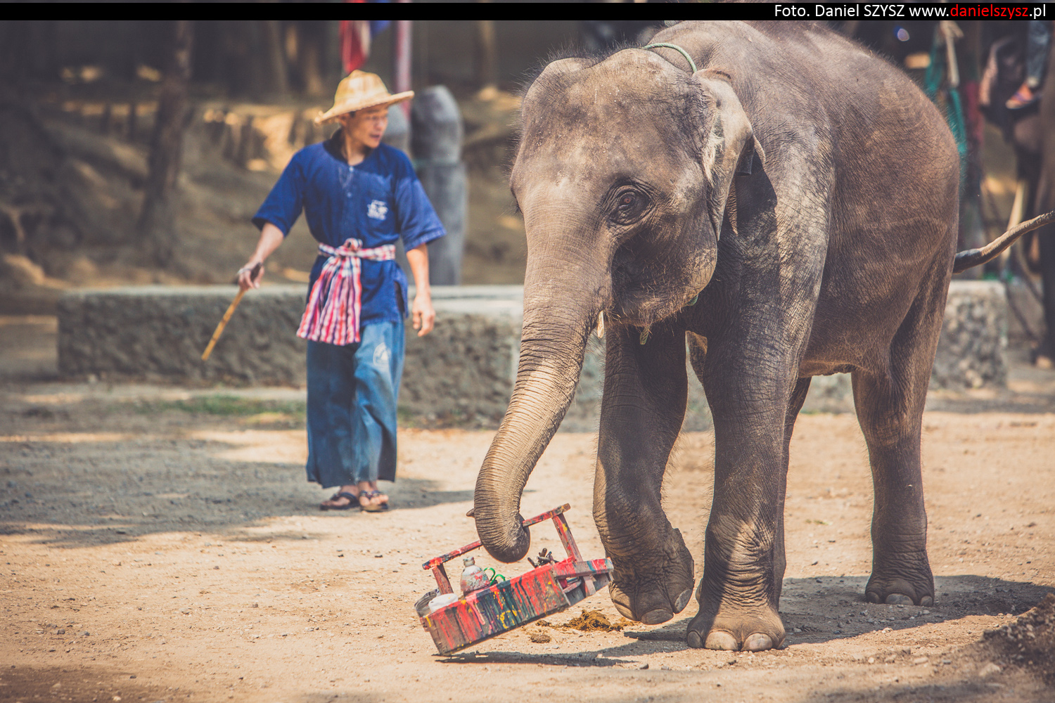 tajlandia-chiang-mai-pokazy-sloni-783