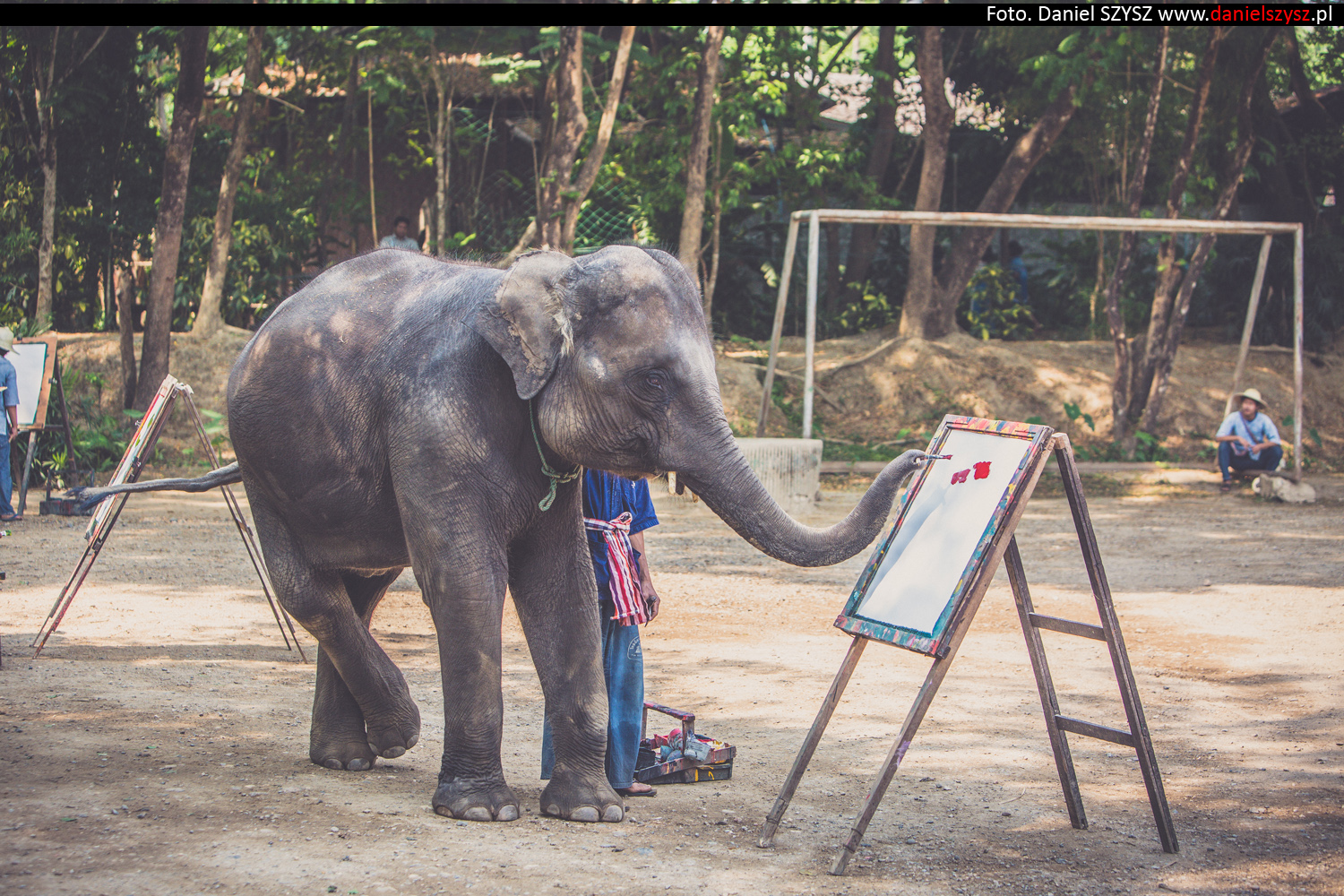 tajlandia-chiang-mai-pokazy-sloni-794
