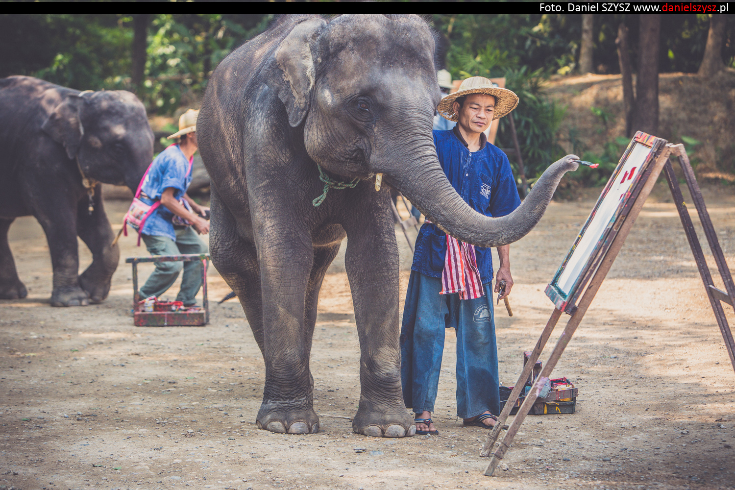 tajlandia-chiang-mai-pokazy-sloni-801