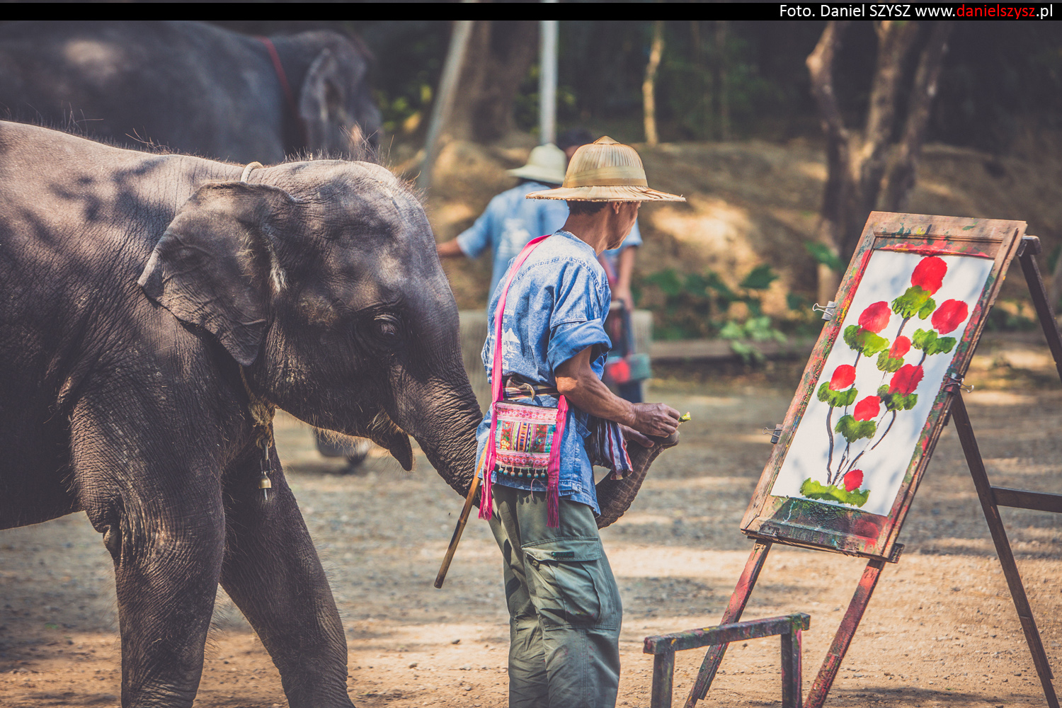 tajlandia-chiang-mai-pokazy-sloni-815