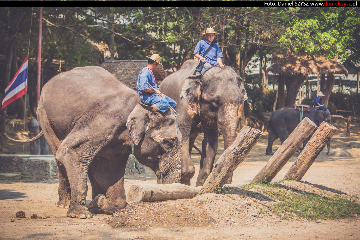 tajlandia-chiang-mai-pokazy-sloni-820